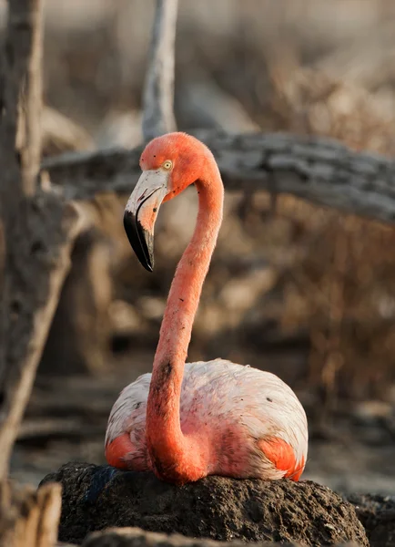 Retrato do Flamingo Americano . — Fotografia de Stock