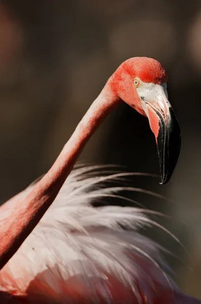 Портрет американского фламинго . — стоковое фото