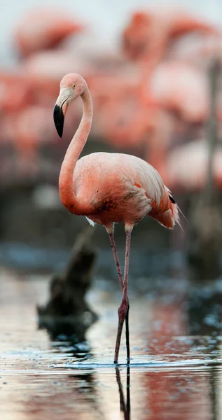 Portret van de Amerikaanse flamingo. — Stockfoto