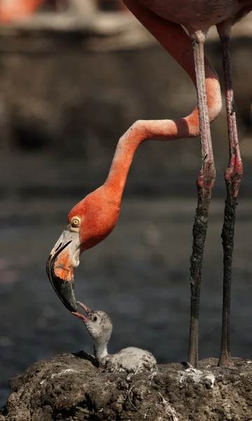Baby vogel van de Caribische flamingo. — Stockfoto