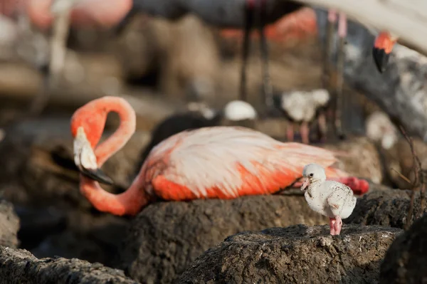 Baby vogel van de Caribische flamingo. — Stockfoto