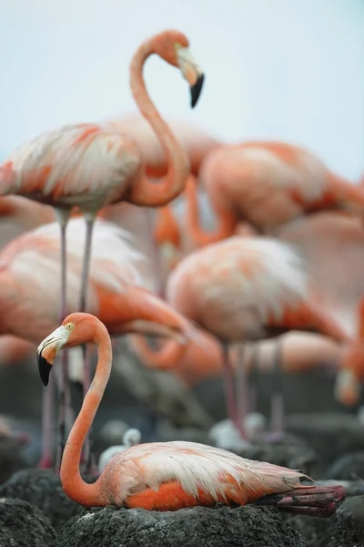 Porträt des amerikanischen Flamingos. — Stockfoto