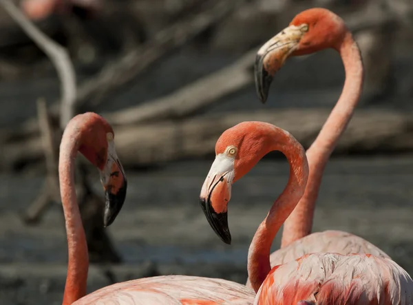 Retrato do Flamingo Americano . — Fotografia de Stock