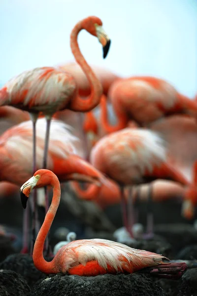 Große Flamingos (phoenicopterus ruber)) — Stockfoto