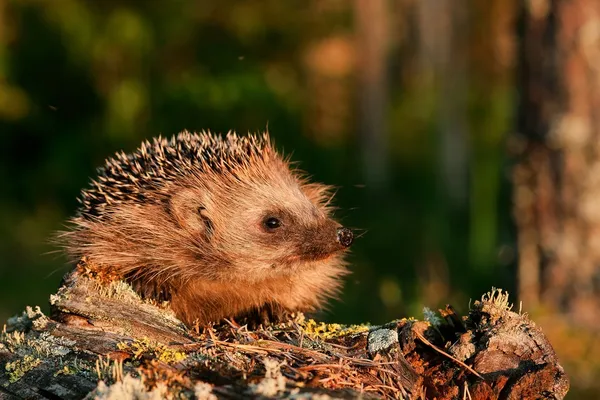 European hedgehog — Stock Photo, Image