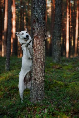 ormanda köpek.