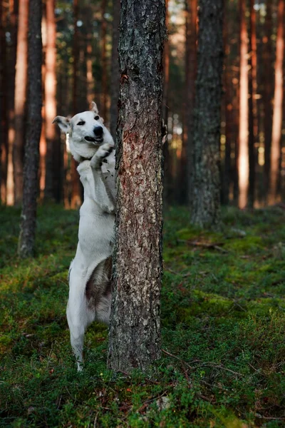 在森林里的狗. — 图库照片
