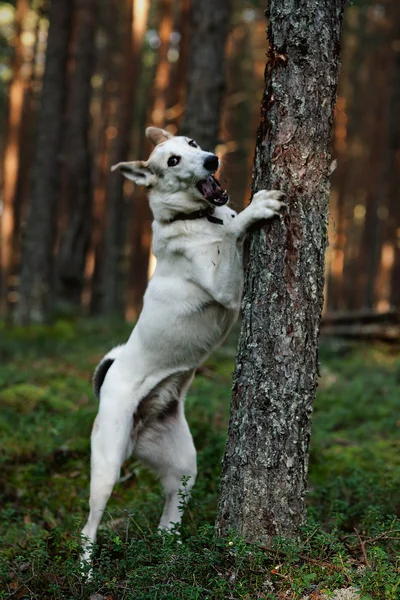 Dog in forest. — Stock Photo, Image