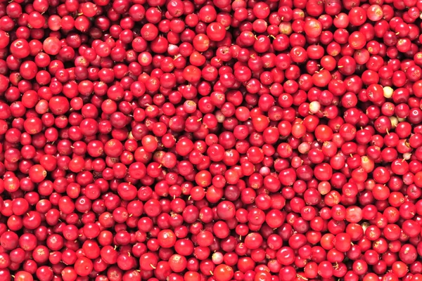 Cowberry 또는 lingonberry (Vaccinium 왕-idaea ) — 스톡 사진