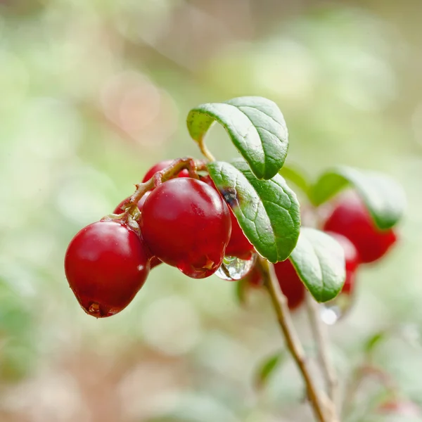 Cowberry con gotas . —  Fotos de Stock