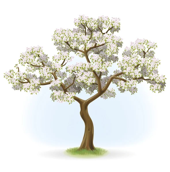 Măr-copac — Fotografie, imagine de stoc