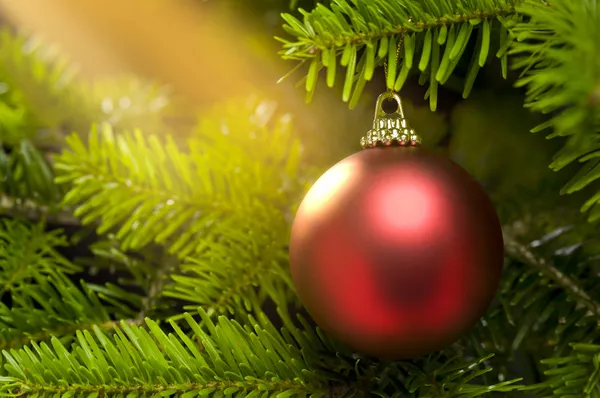 Bola vermelha em uma verdadeira árvore de Natal do abeto caucasiano — Fotografia de Stock