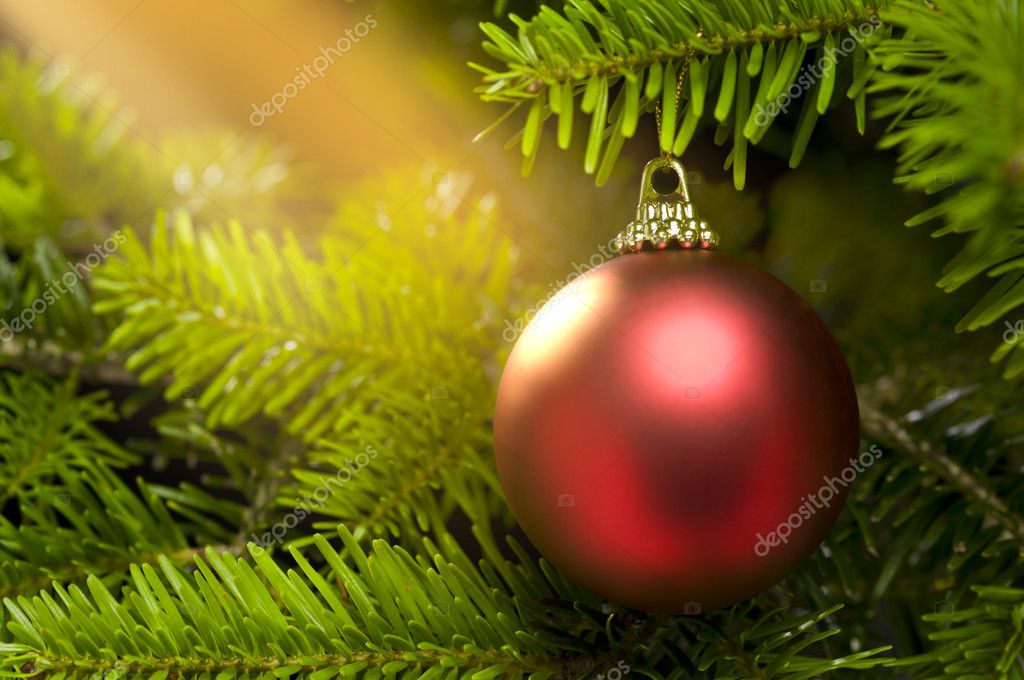 Rote Kugel In Einem Echten Caucasian Tannenbaum Weihnachten