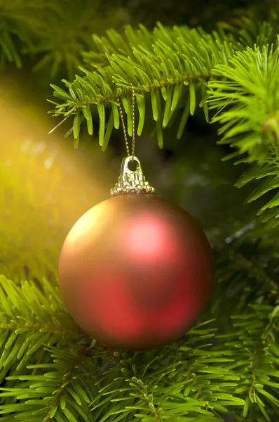 Κόκκινη μπάλα σε ένα πραγματικό καυκάσιος fir χριστουγεννιάτικο δέντρο — Φωτογραφία Αρχείου