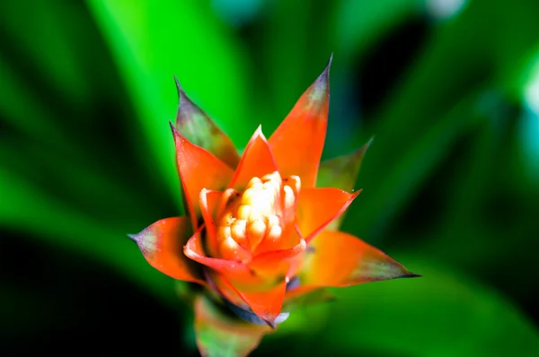 stock image Aechmea fasciata bromeliad flower