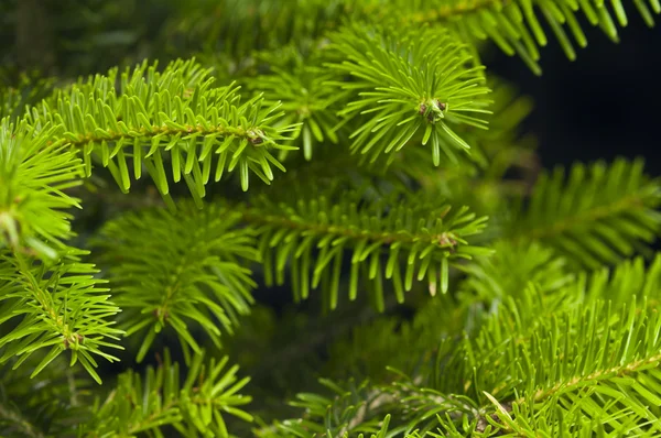 Las ramas verdes del árbol de Navidad — Foto de Stock