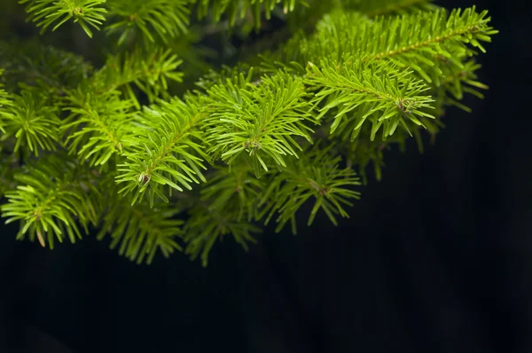 Green branches of a Christmas tree — Stock Photo, Image
