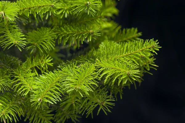 Gröna grenar av en julgran — Stockfoto