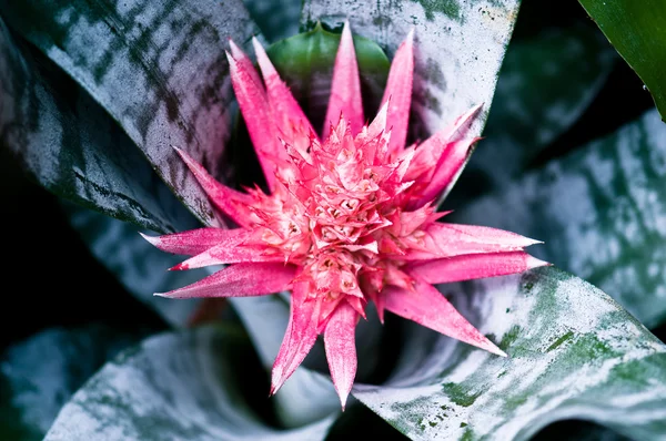 Blomsterananassläktet fasciata ananasväxter blomma — Stockfoto