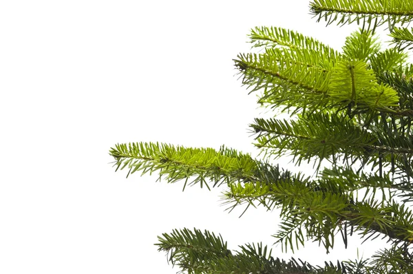 Grüne Zweige eines Weihnachtsbaums — Stockfoto