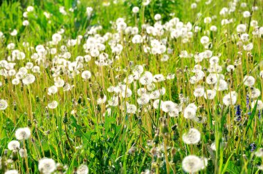 pörsümüş dandelions çayırda