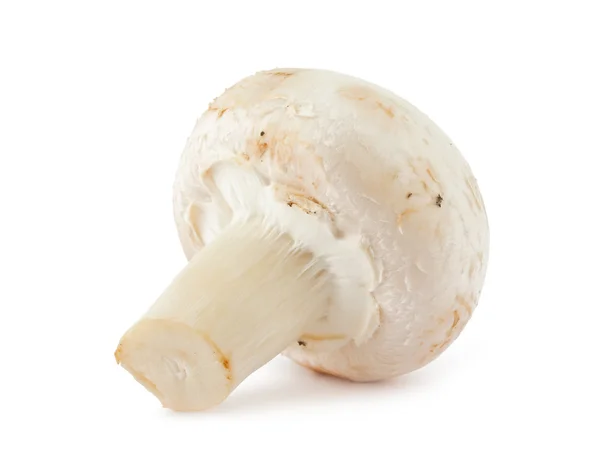Mushroom champignon — Stock Photo, Image