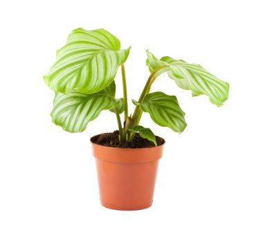 Calathea (Prayer Plant) clipart