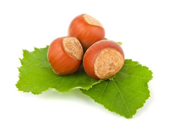 Hazelnuts with green leaves — Stock Photo, Image