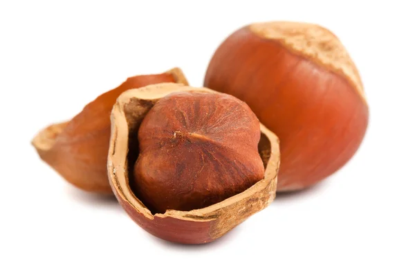 Kacang hazelnut matang — Stok Foto