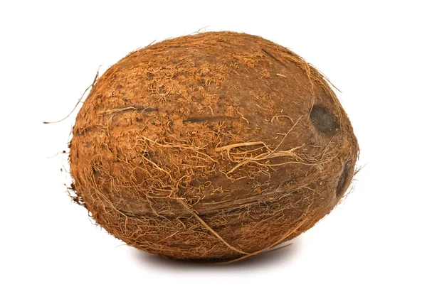 単一のココナッツ — ストック写真