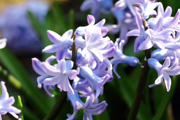Una rama de azafrán lila — Foto de Stock