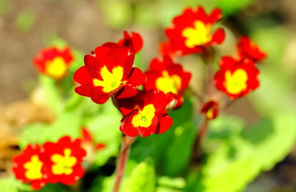 stock image Blossoming red primula