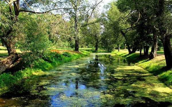 stock image Plant-filled pond with old trees