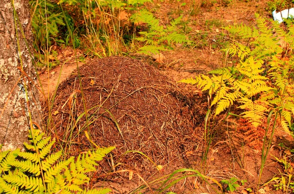 Velké mraveniště v lese — Stock fotografie