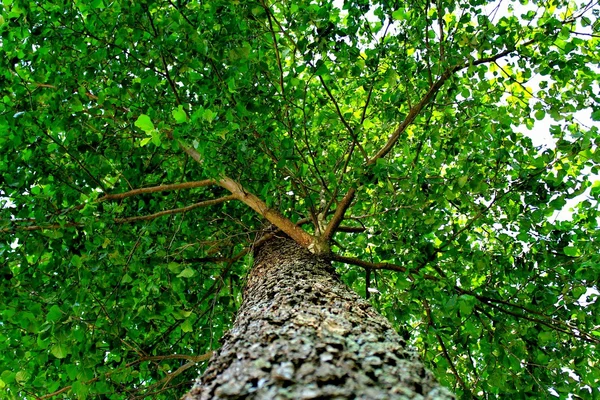 stock image A crown of the tree against the sky