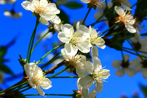 Красивые белые цветы и голубое небо — стоковое фото