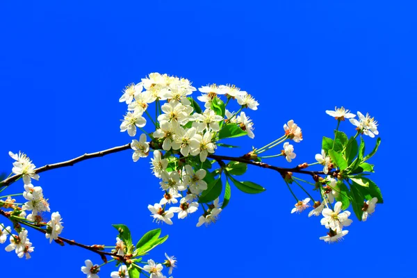 Zweig weißer Blumen und blauer Himmel lizenzfreie Stockfotos