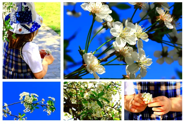 Holiday and blossoming — Stock Photo, Image