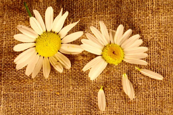 Два ромашковых цветка на льняной ткани — стоковое фото