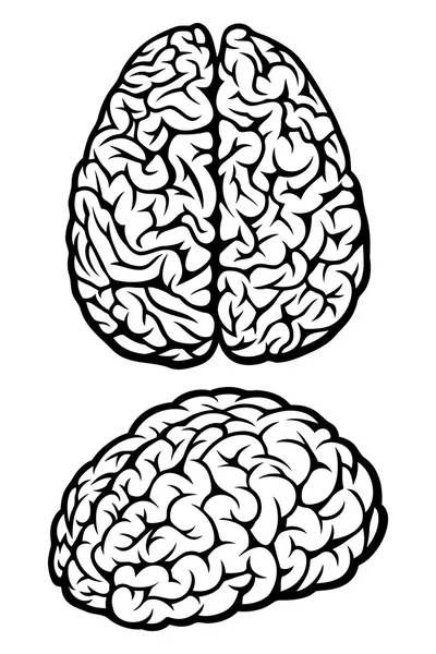 Cervello. Vista superiore e laterale — Vettoriale Stock