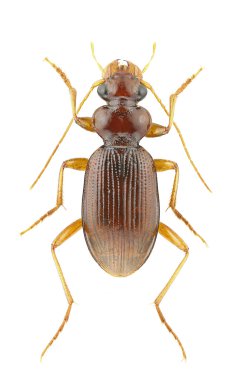 Leistus ferrugineus