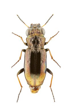 Notiophilus biguttatus clipart