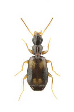 Calodromius spilotus