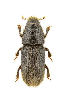 Hylurgus ligniperda clipart