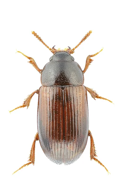 Agyrtes castaneus — Stok fotoğraf