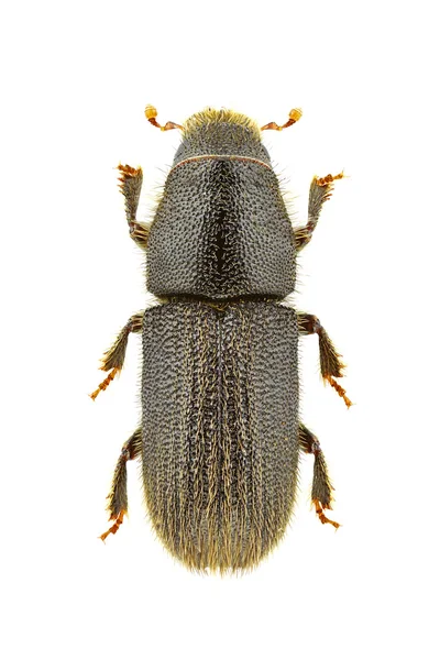 Hylurgus ligniperda Εικόνα Αρχείου