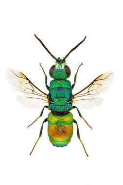 Chrysis marginata