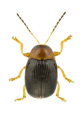 Cryptocephalus pusillus