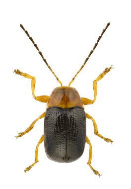 Cryptocephalus pusillus