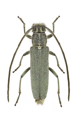 Opsilia coerulescens